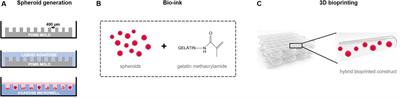 Hybrid Bioprinting of Chondrogenically Induced Human Mesenchymal Stem Cell Spheroids